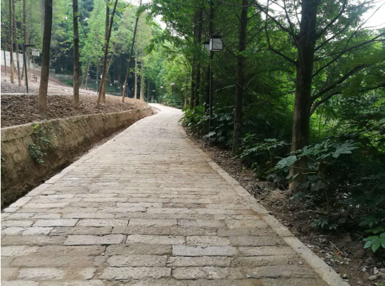 瀘州園林綠化苗木價(jià)格 瀘州園林綠化苗木價(jià)格