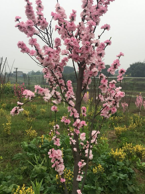 城投花木公司 城投花木公司