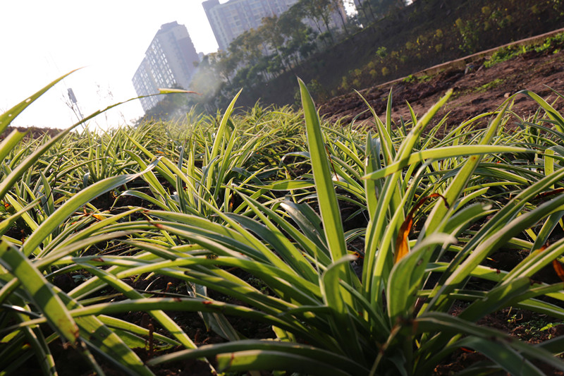 瀘州園林綠化工程.jpg 瀘州園林綠化工程.jpg